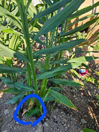 이름 없음님의 기타작물 · 병해충상담 작성글 사진