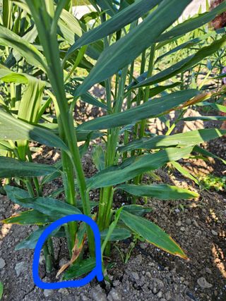 이름 없음님의 기타작물 · 병해충상담 작성글 사진