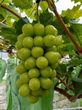 못내뜰애농원님의 자유주제 · 자유게시판 작성글 사진