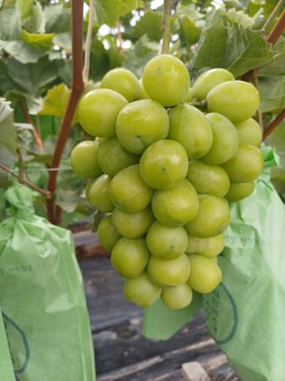 못내뜰애농원님의 자유주제 · 자유게시판 작성글 사진