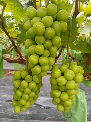 못내뜰애농원님의 자유주제 · 자유게시판 작성글 사진