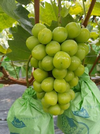 못내뜰애농원님의 자유주제 · 자유게시판 작성글 사진