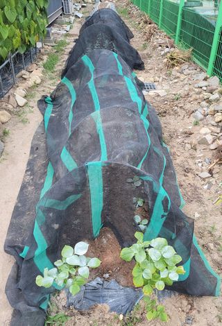 김중언님의 배추 · 영농일지 작성글 사진