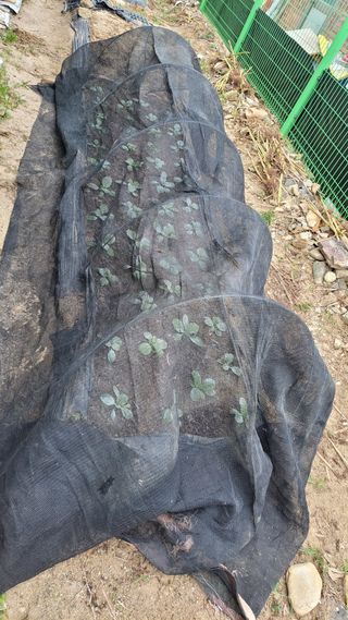 김중언님의 배추 · 영농일지 작성글 사진