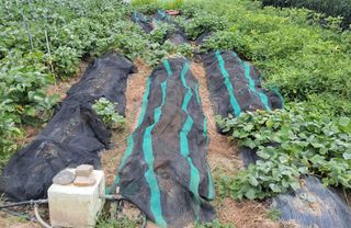 김중언님의 배추 · 영농일지 작성글 사진