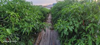 이동훈님의 고추 · 영농일지 작성글 사진