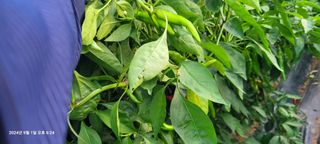 이동훈님의 고추 · 영농일지 작성글 사진