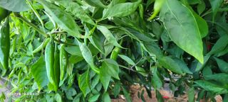 이동훈님의 고추 · 영농일지 작성글 사진