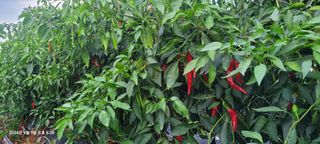 이동훈님의 고추 · 영농일지 작성글 사진