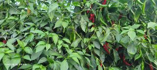 이동훈님의 고추 · 영농일지 작성글 사진