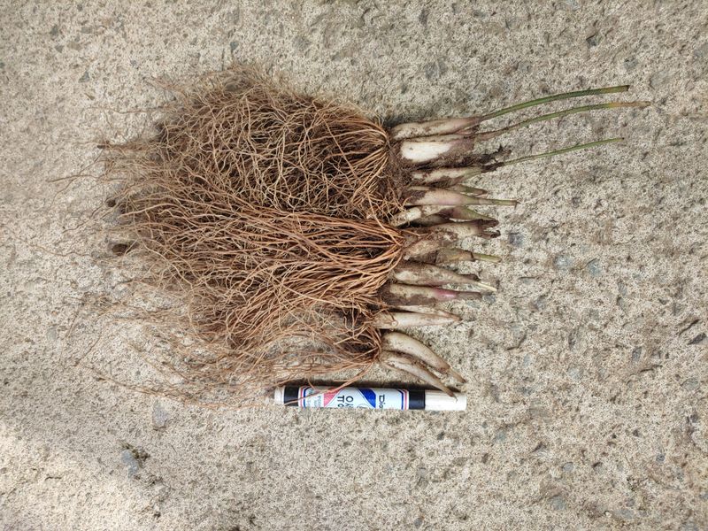 윤정숙님의 장터 판매 상품 [명이나물모종(산마늘)] 첨부 사진