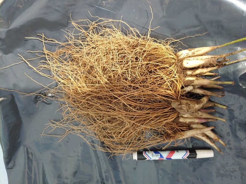 윤정숙님의 장터 판매 상품 [명이나물모종(산마늘)] 첨부 사진