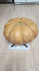 팜모닝 호박·영농일지 게시글 이미지