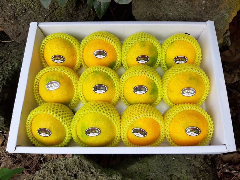 장터 상품 [추석선물 황금향 선물용] 썸네일