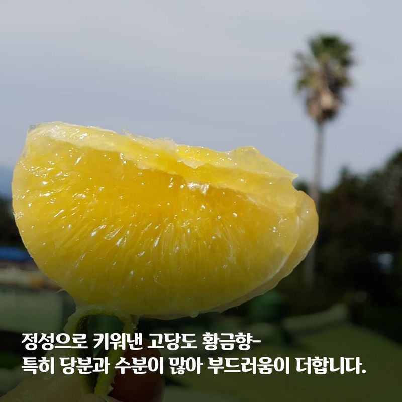 새달귤농장님의 장터 판매 상품 [추석선물 황금향 선물용] 첨부 사진