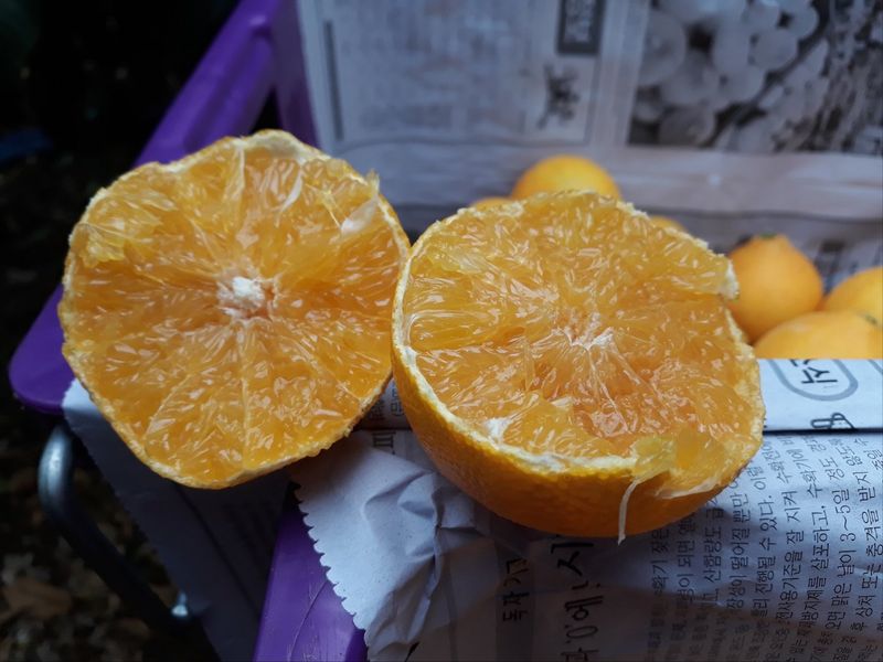 새달귤농장님의 장터 판매 상품 [추석선물 황금향 선물용] 첨부 사진