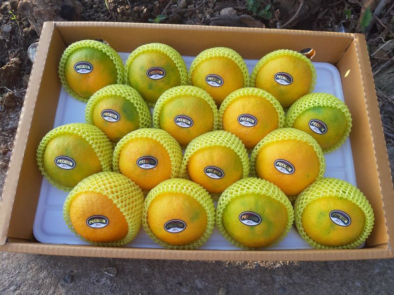 새달귤농장님의 장터 판매 상품 [추석선물 황금향 선물용] 첨부 사진