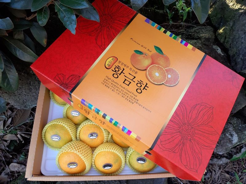 새달귤농장님의 장터 판매 상품 [추석선물 황금향 선물용] 첨부 사진