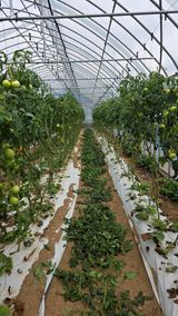 팜모닝 토마토·영농일지 게시글 이미지