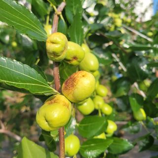 박충선님의 기타작물 · 영농일지 작성글 사진