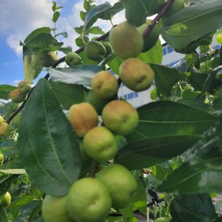 박충선님의 기타작물 · 영농일지 작성글 사진