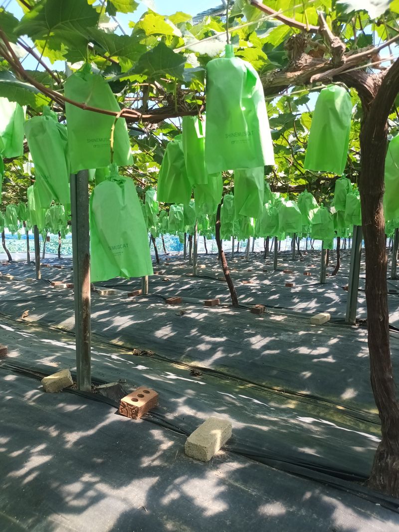 장터 상품 [샤인머스켓 ] 썸네일