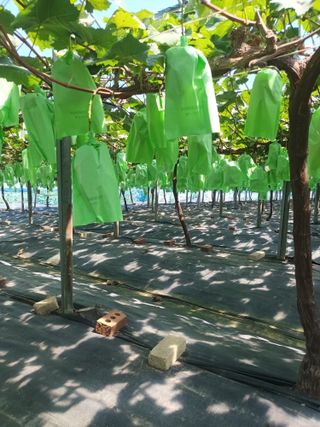 박철수(샤인머스켓)님의 작성글 사진