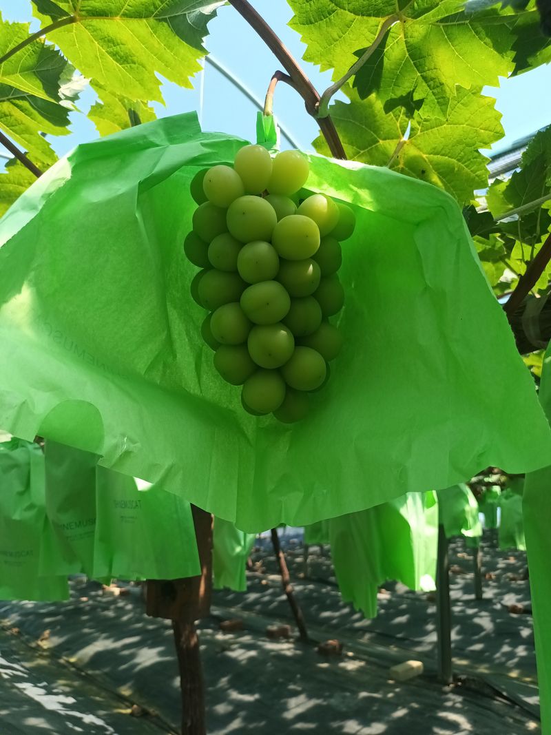 박철수(샤인머스켓)님의 장터 판매 상품 [샤인머스켓 ] 첨부 사진