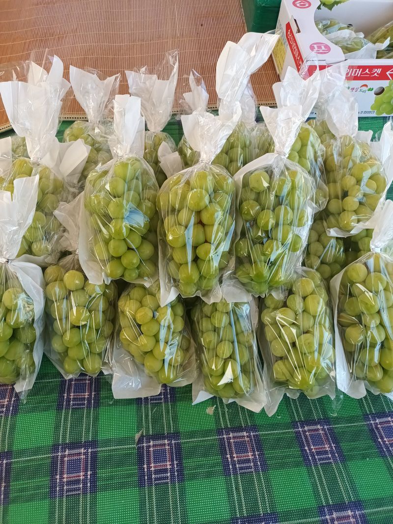 박철수(샤인머스켓)님의 장터 판매 상품 [샤인머스켓 ] 첨부 사진