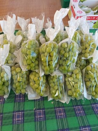 박철수(샤인머스켓)님의 작성글 사진