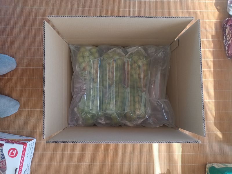 박철수(샤인머스켓)님의 장터 판매 상품 [샤인머스켓 ] 첨부 사진