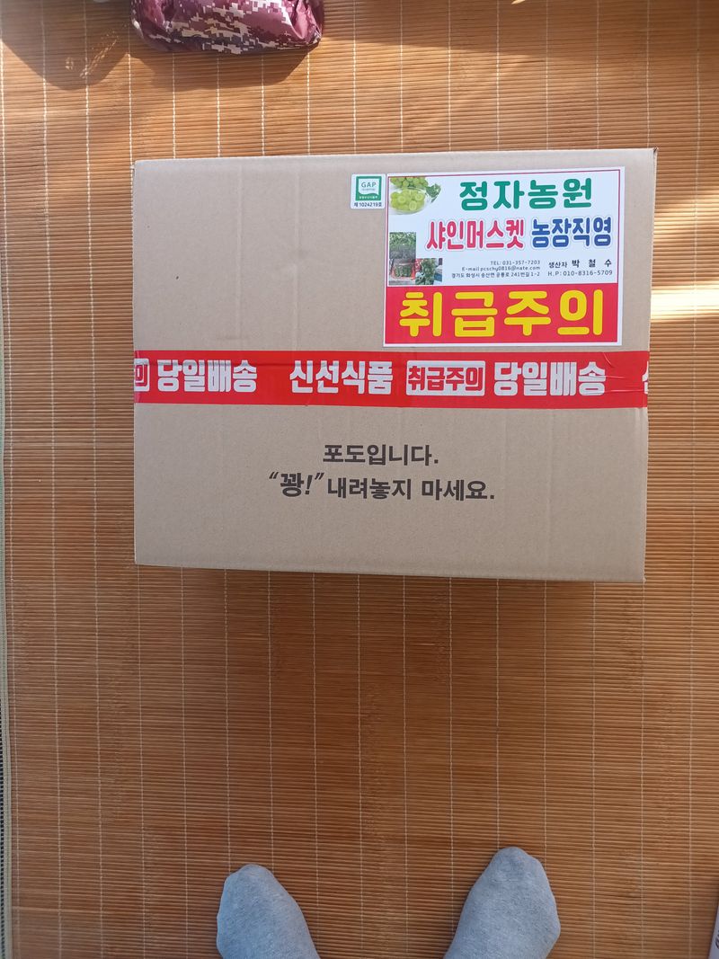 박철수(샤인머스켓)님의 장터 판매 상품 [샤인머스켓 ] 첨부 사진