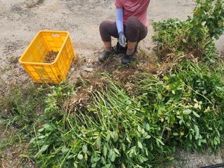 강촌지기님의 기타작물 · 영농일지 작성글 사진