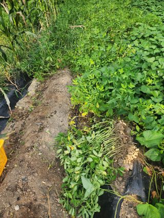 강촌지기님의 기타작물 · 영농일지 작성글 사진