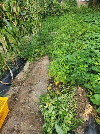 강촌지기님의 기타작물 · 영농일지 작성글 사진