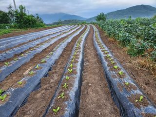 금우님의 배추 · 영농일지 작성글 사진