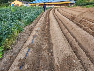 금우님의 배추 · 영농일지 작성글 사진