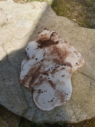 매실15869님의 자유주제 · 자유게시판 작성글 사진