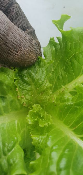 푸른달님의 상추 · 병해충상담 작성글 사진