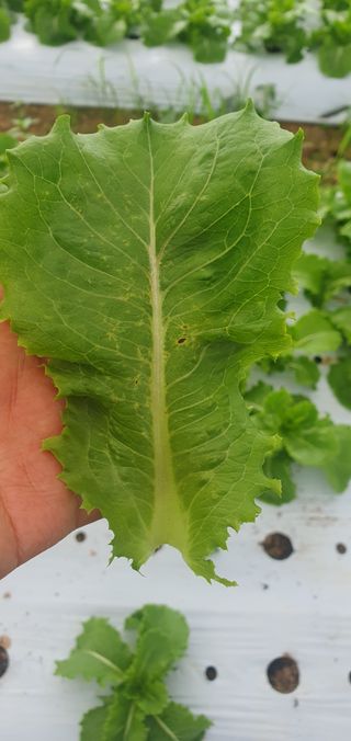 푸른달님의 상추 · 병해충상담 작성글 사진