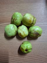 팜모닝 기타작물·병해충상담 게시글 이미지