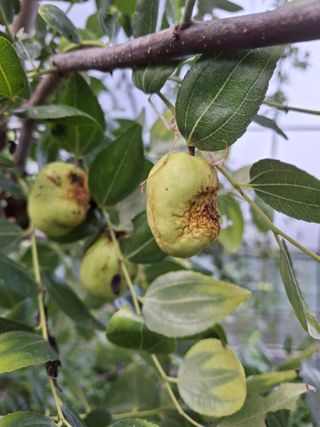 엄순모사선대농장님의 기타작물 · 병해충상담 작성글 사진