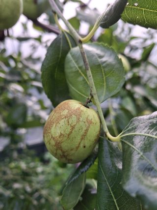 엄순모사선대농장님의 기타작물 · 병해충상담 작성글 사진