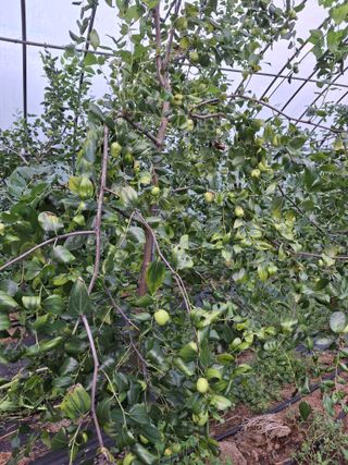 엄순모사선대농장님의 기타작물 · 병해충상담 작성글 사진