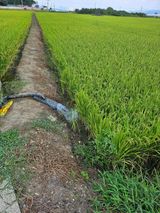 팜모닝 벼·영농일지 게시글 이미지