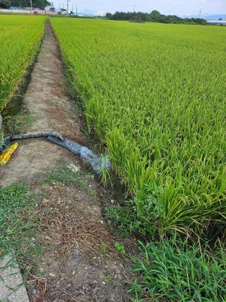 메추라기님의 벼 · 영농일지 작성글 사진