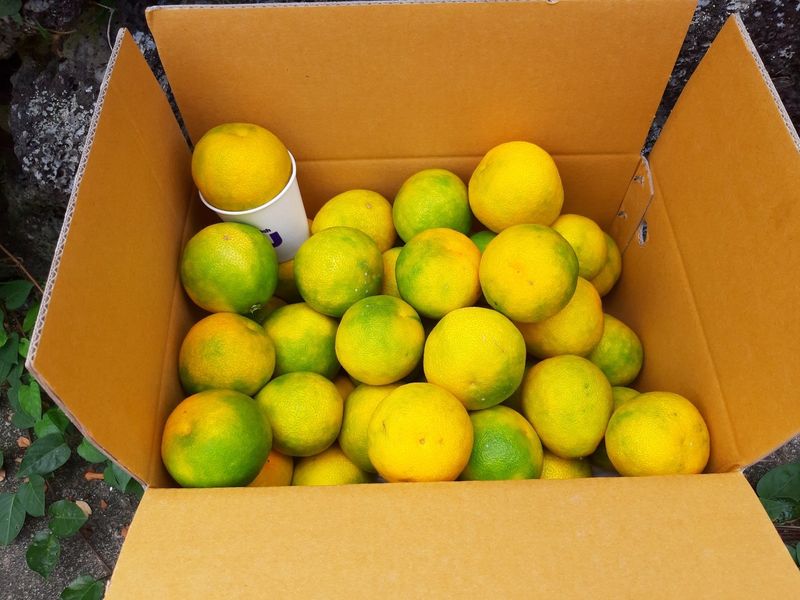 새달귤농장님의 장터 판매 상품 [추석선물 황금향(실속형)] 첨부 사진