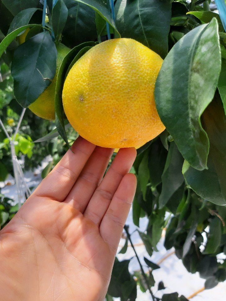 새달귤농장님의 장터 판매 상품 [추석선물 황금향(실속형)] 첨부 사진