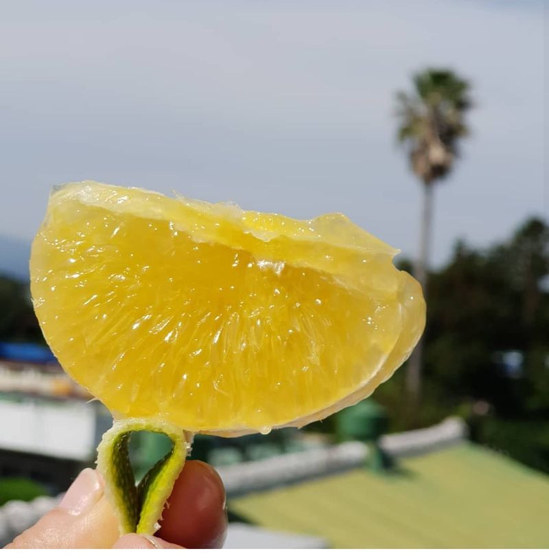 새달귤농장님의 장터 판매 상품 [추석선물 황금향(실속형)] 첨부 사진