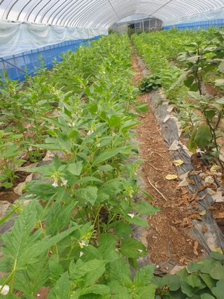 허굴산농장님의 자유주제 · 자유게시판 작성글 사진